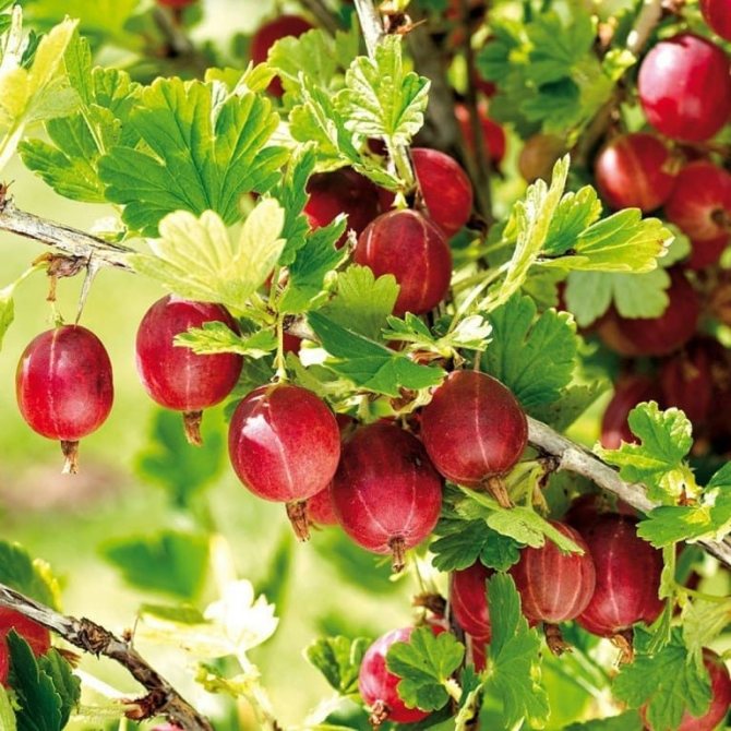 Wie pflegen Sie Stachelbeeren?