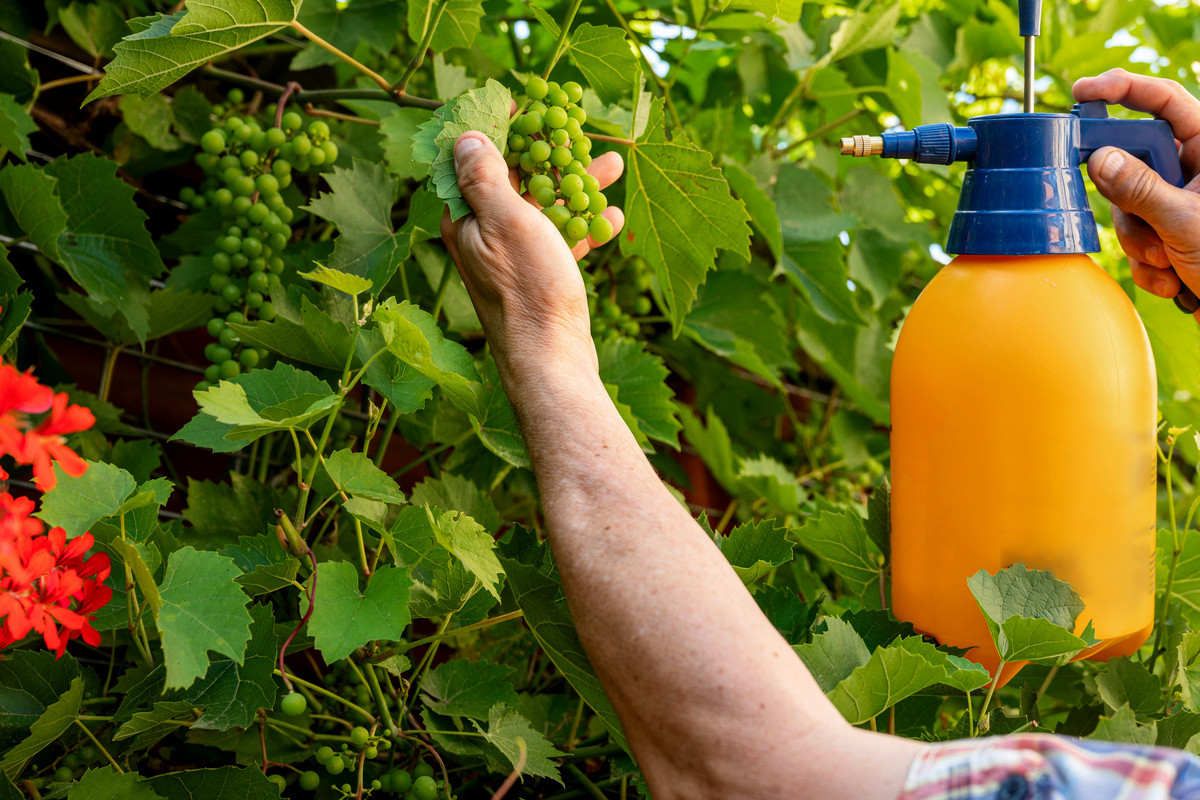 Wie wird der Sommerschnitt bei Weinreben durchgeführt?