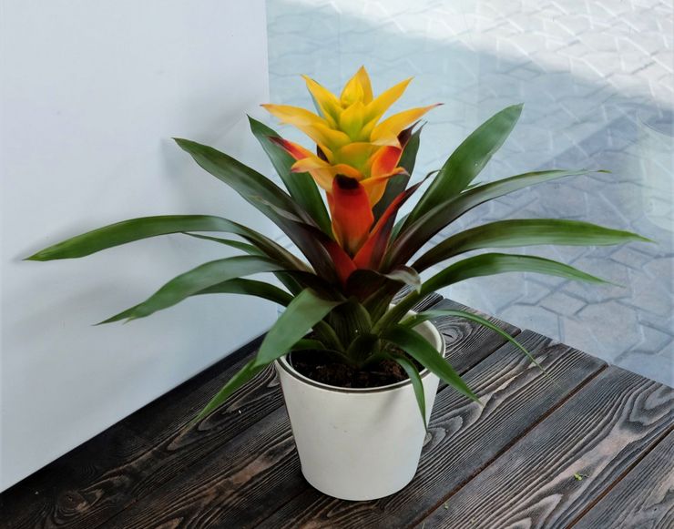 Wie pflegt man Guzmania zu Hause?