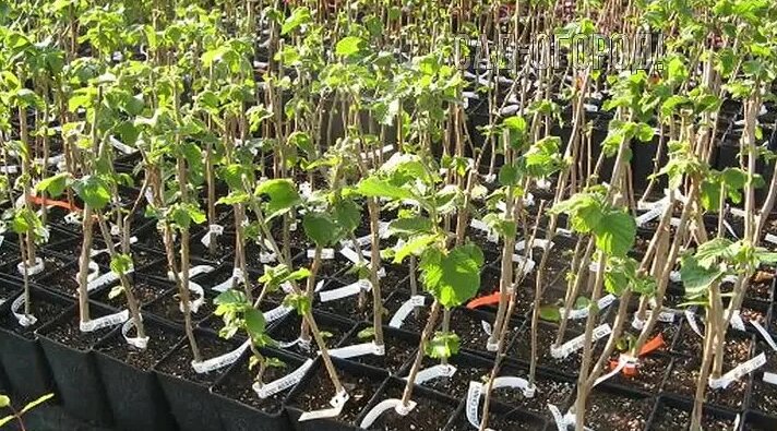 Wie pflegt man Haselnüsse im Garten?