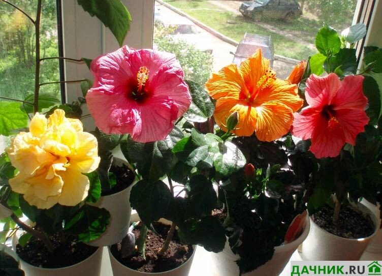 Wie pflegt man den Hibiskus?