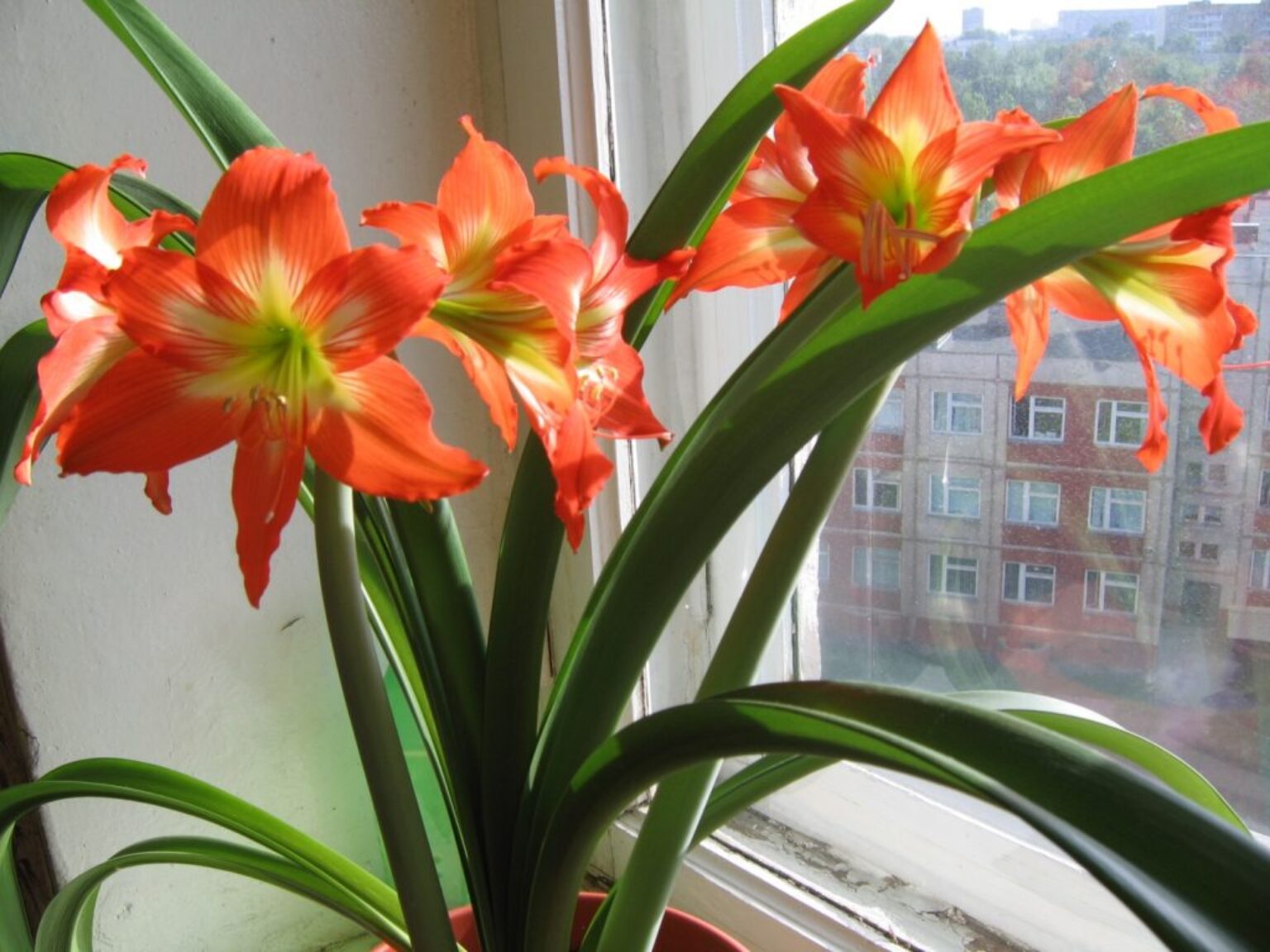 Wie pflegt man den Hippeastrum, damit er blüht?