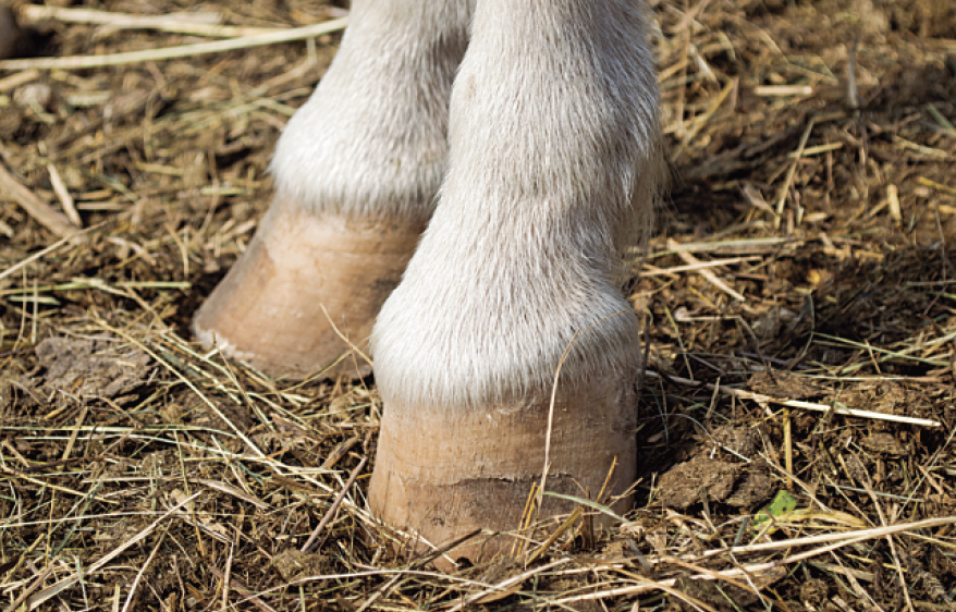Wie pflegt man ein Pferd zu Hause?