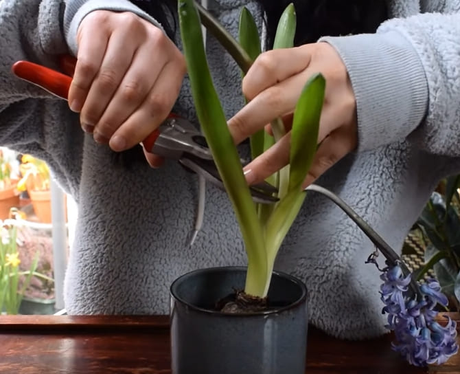 Wie pflegen Sie eine Hyazinthe nach der Blüte?