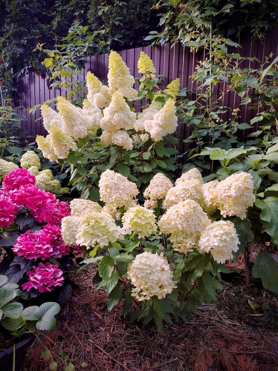 Wie pflegt man die Hortensie im Herbst?