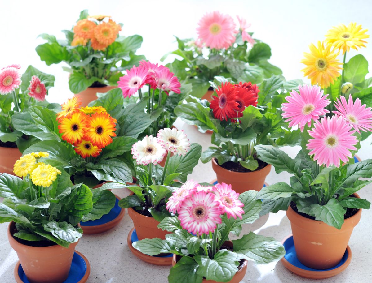 Wie pflegt man eine Zimmergerbera im Topf?