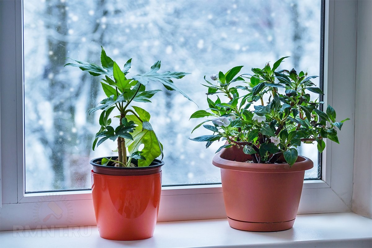 Wie pflegt man Zimmerpflanzen im Winter?