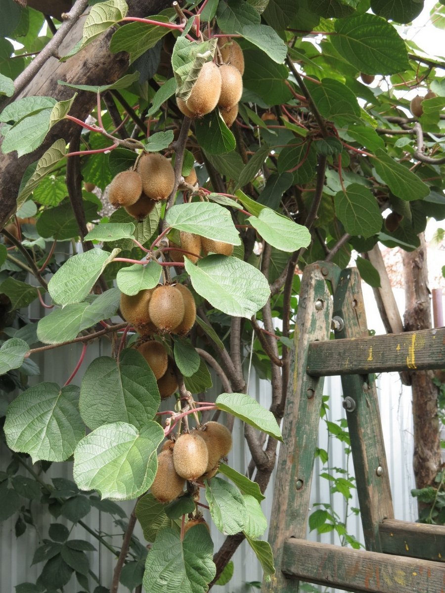 Wie pflegt man Kiwis?