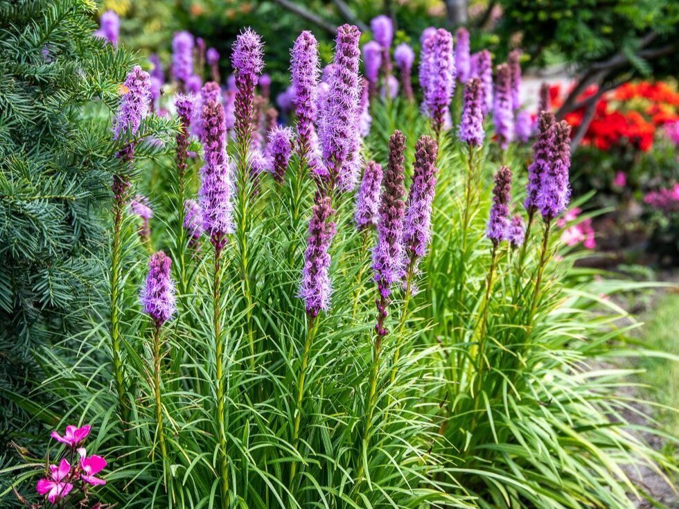 Wie pflegt man Liatris?
