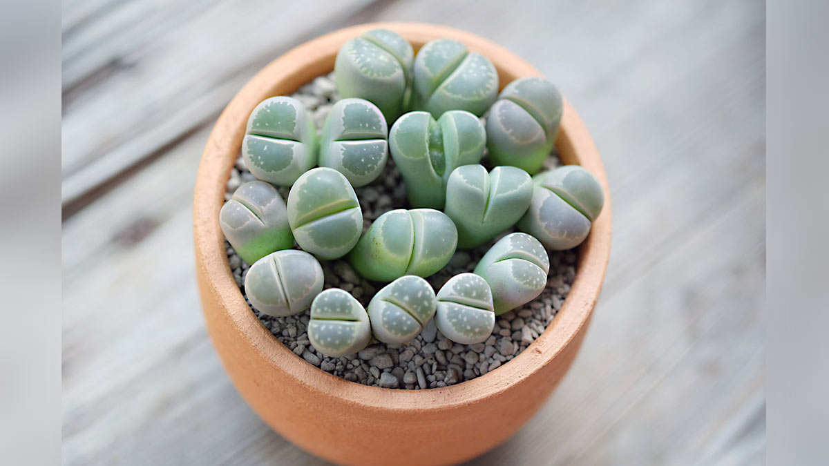 Wie pflegen Sie Lithops zu Hause?