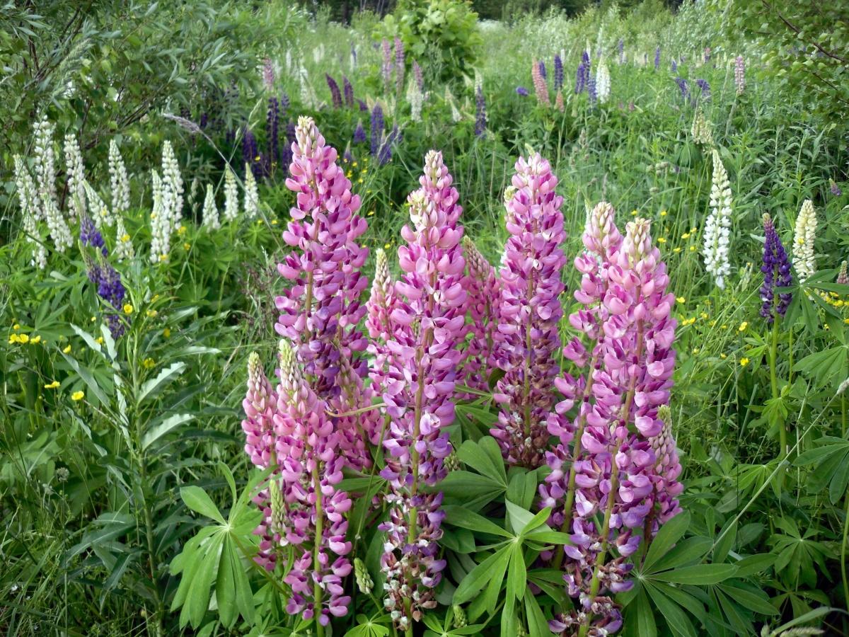 Wie pflegt man Lupinen?