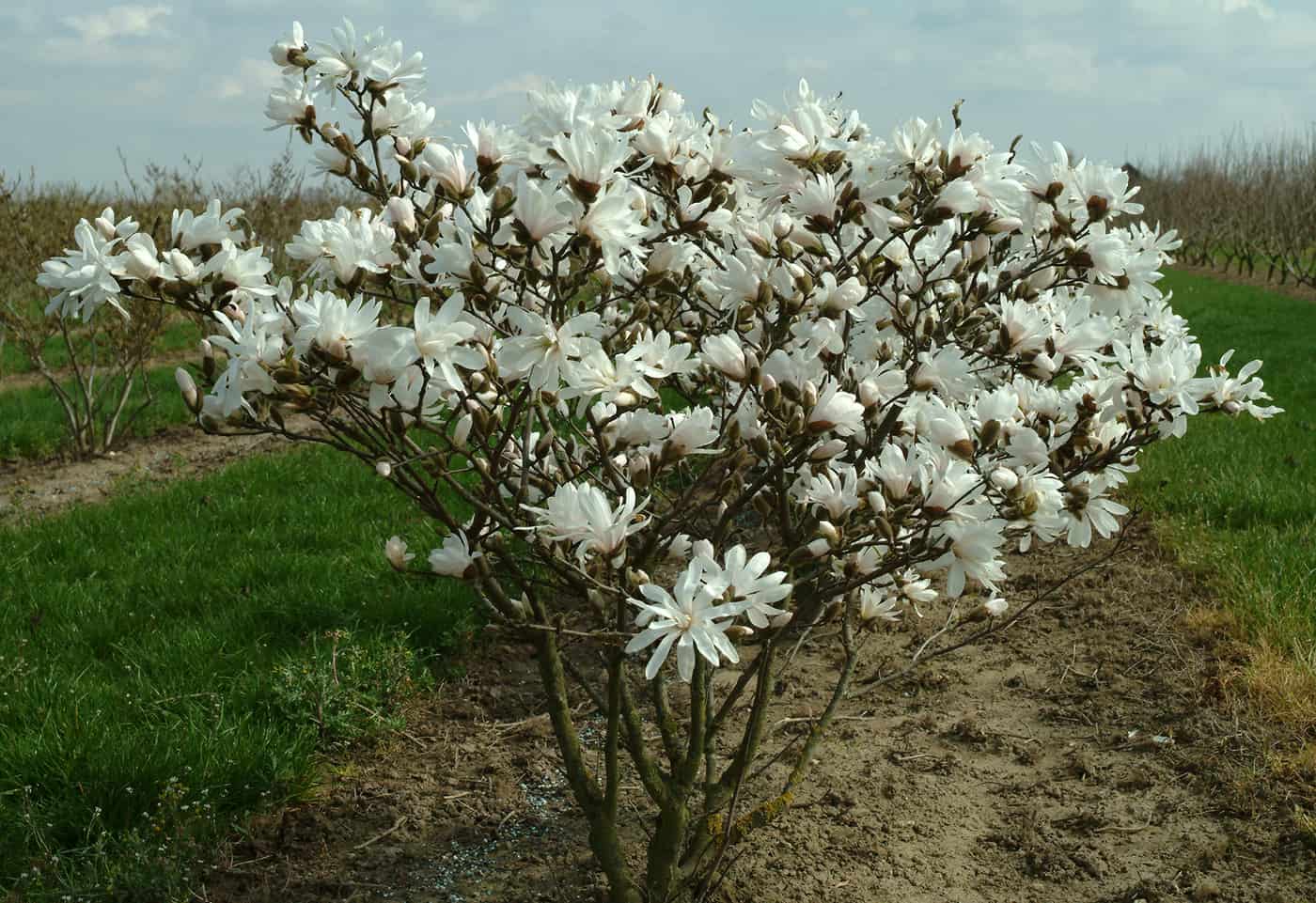 Wie pflegen Sie eine Magnolie?