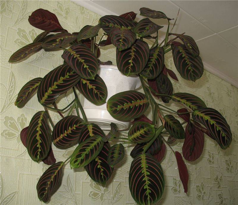Wie pflegen Sie eine Maranta zu Hause?