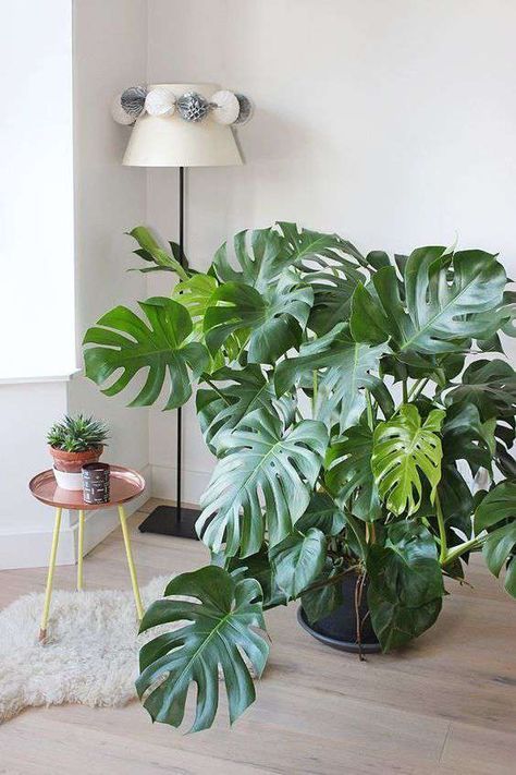Wie pflegen Sie eine Monstera zu Hause?