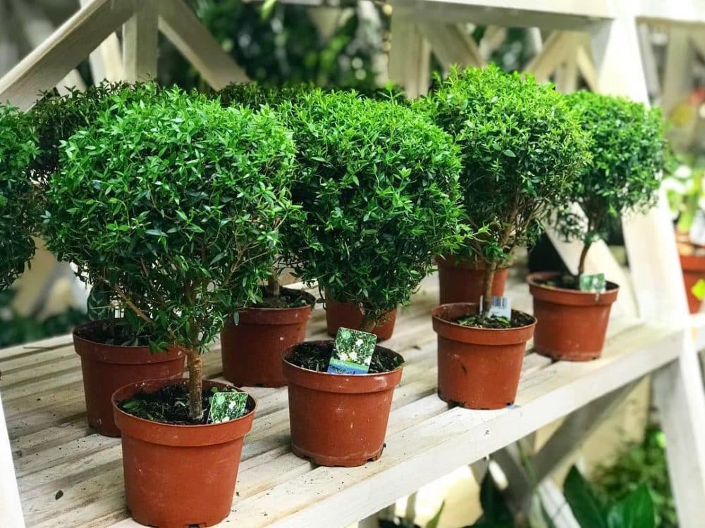 Wie pflegt man einen Myrtenbaum?