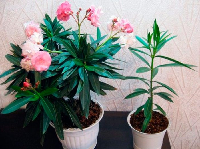 Wie pflegt man den Oleander?