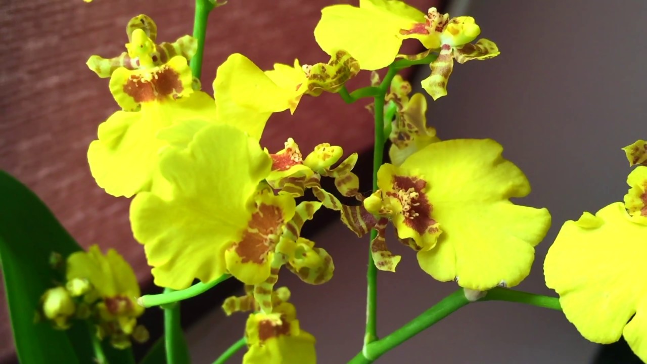 Wie pflegen Sie den Oncidium?
