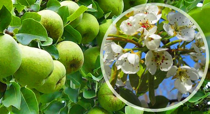 Wie pflegen Sie einen Birnbaum im Frühling?