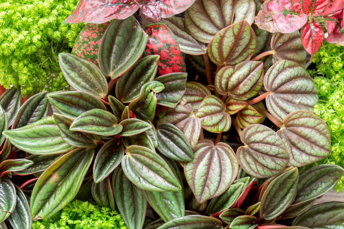 Wie pflegen Sie Peperomia?