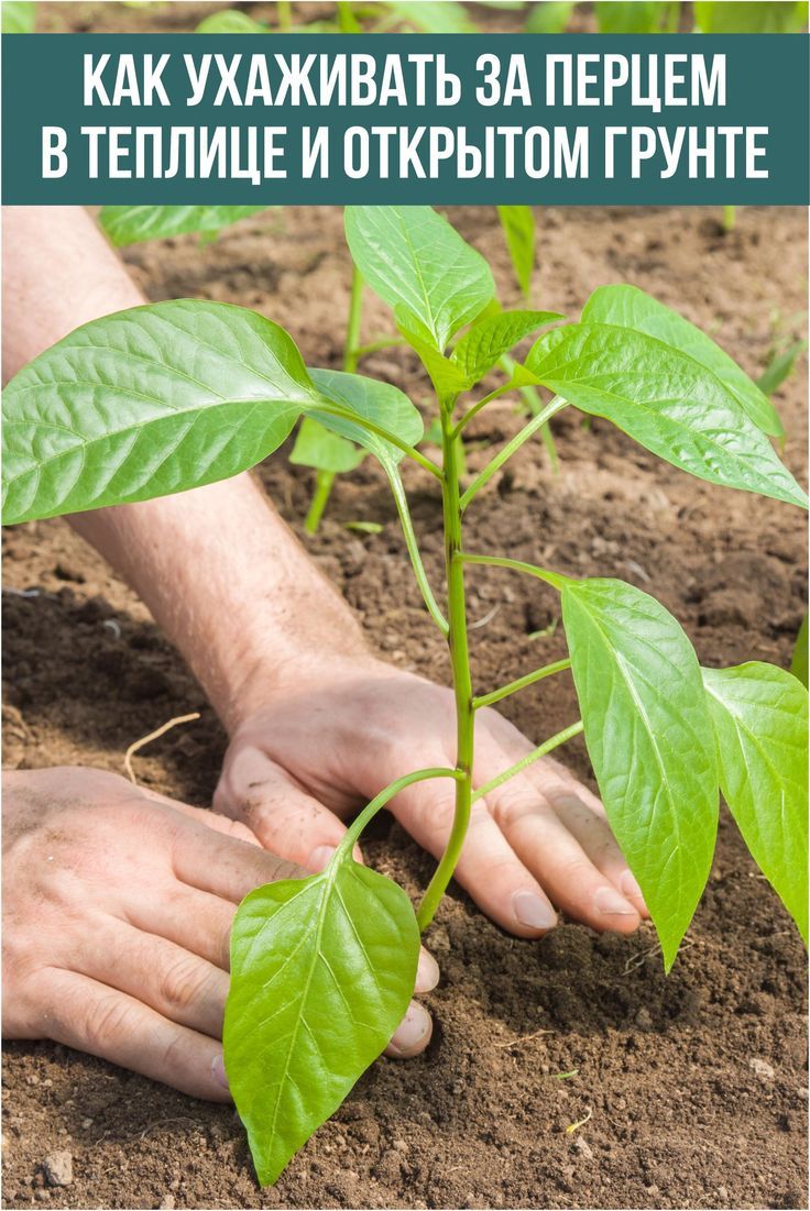 Wie pflegt man Paprika im Freiland?