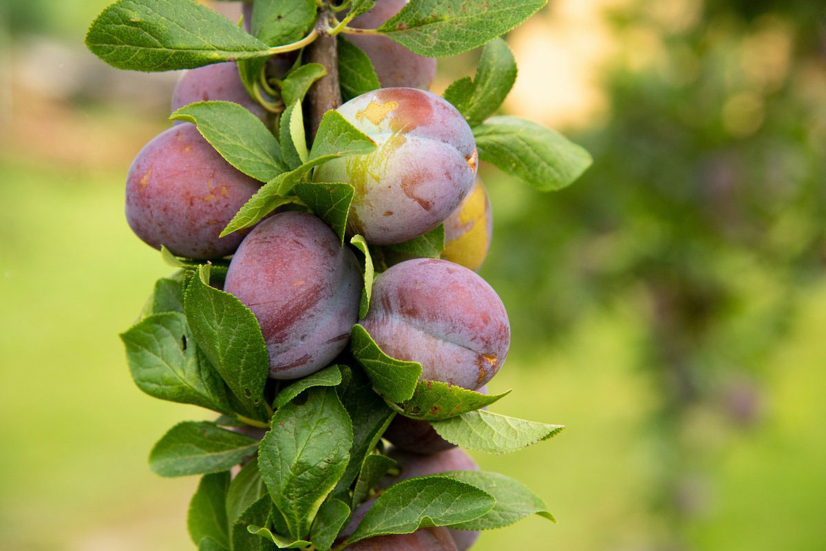 Wie pflegen Sie Pflaumen im Garten?