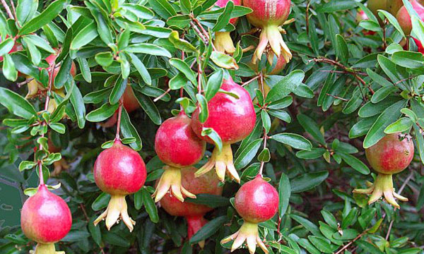 Wie pflegen Sie einen Granatapfelbaum im Garten?