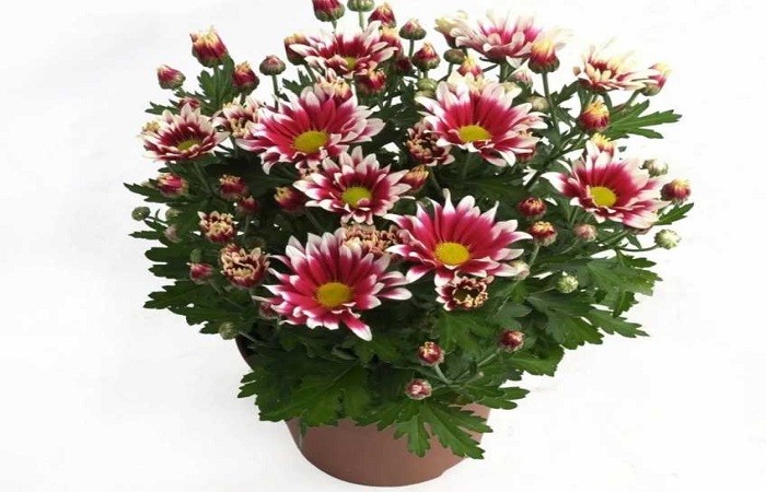 Wie pflegen Sie eine Topfchrysantheme?