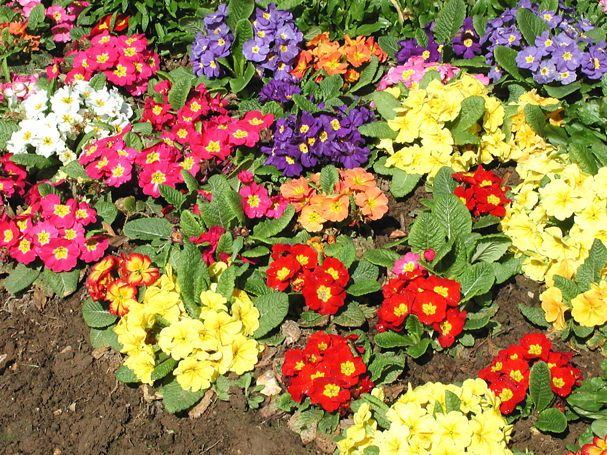 Wie pflegen Sie die Primel im Garten?