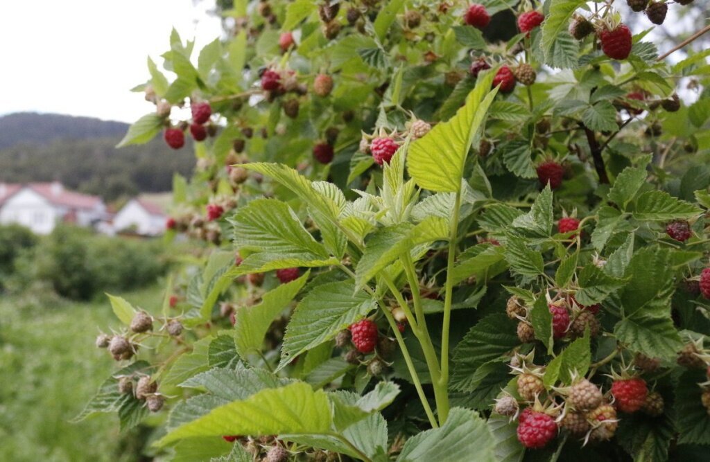 Wie pflegt man Himbeeren im Herbst?