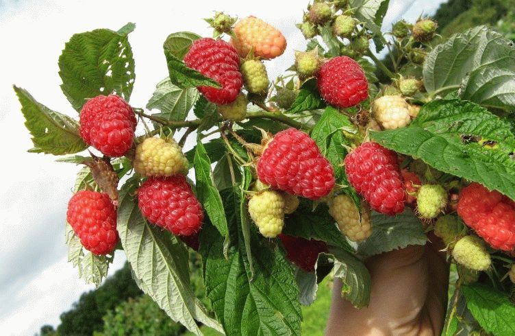 Wie pflegen Sie Himbeeren im Frühling?