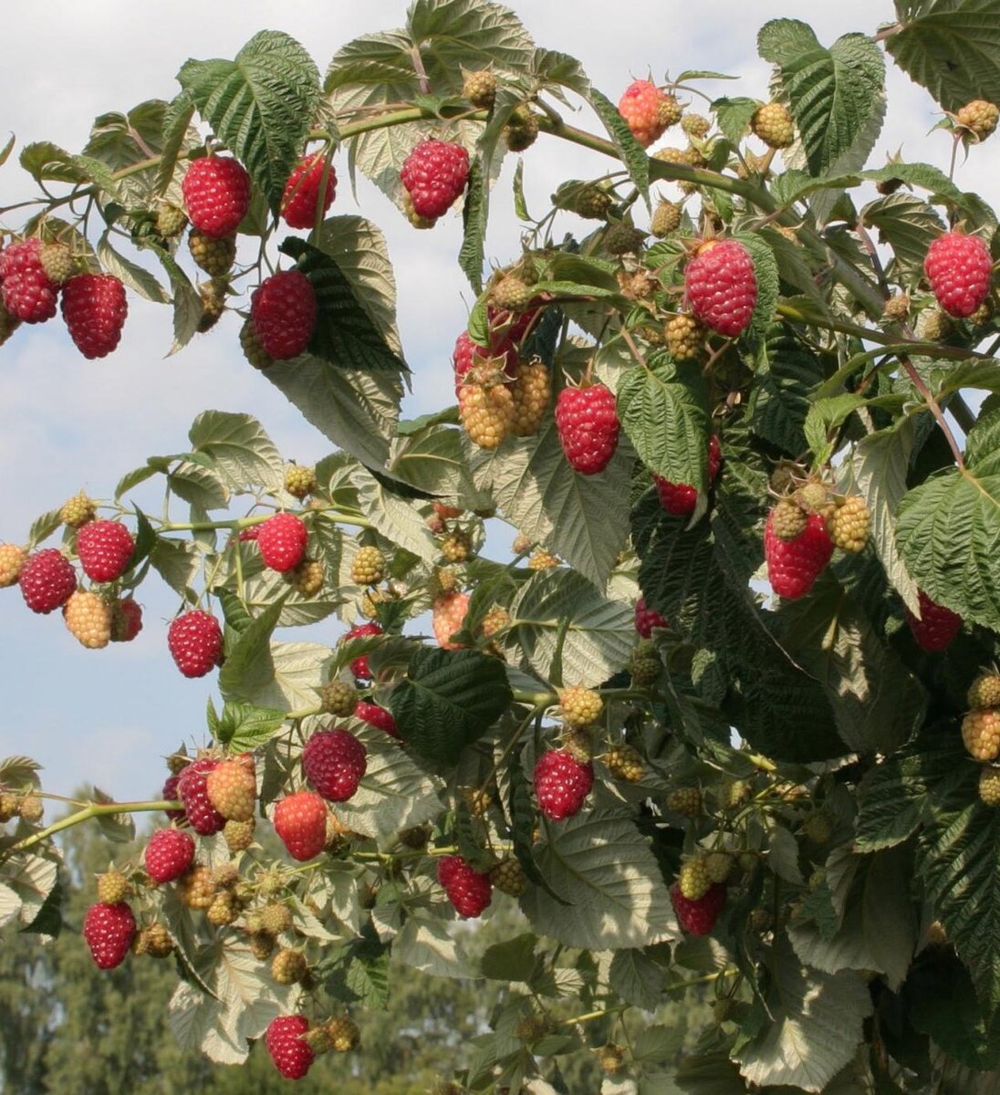 Wie pflegen Sie einen Himbeerbaum?