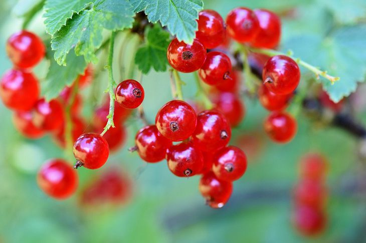 Wie pflegen Sie rote Johannisbeeren?