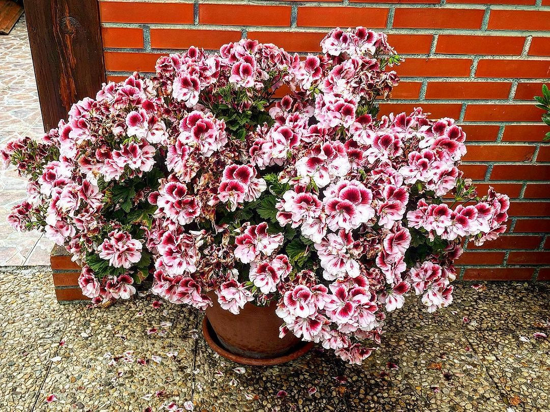Wie pflegen Sie die königliche Pelargonie?