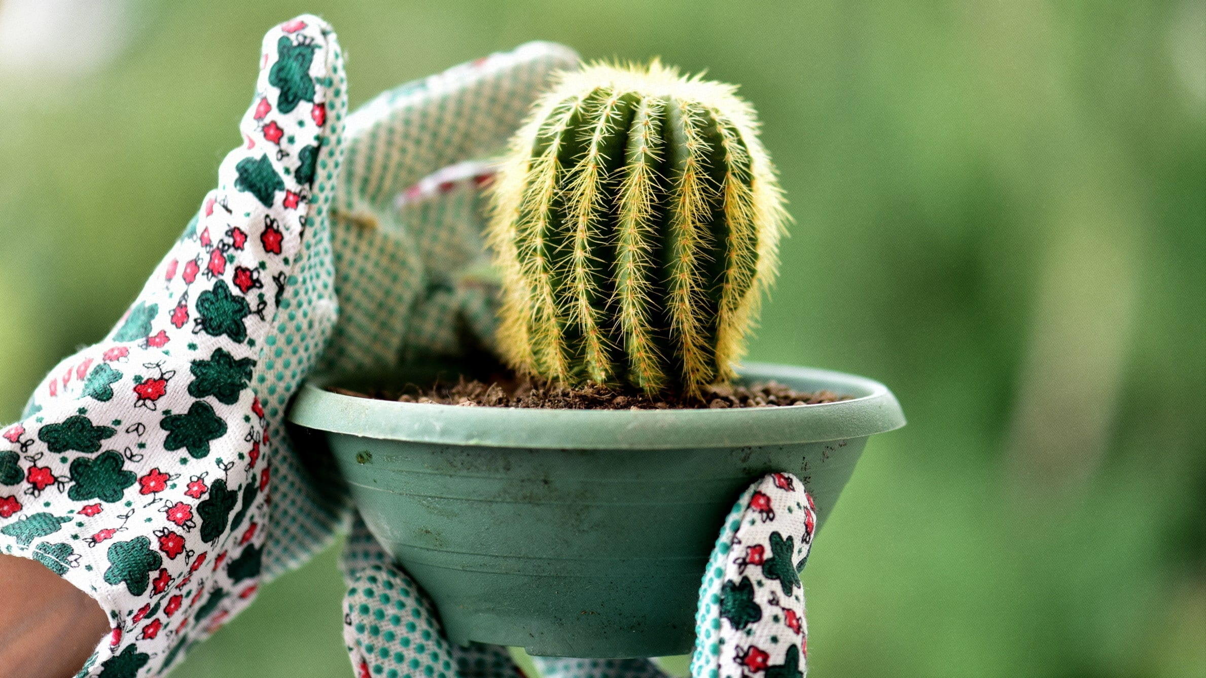 Wie pflegt man Sansevieria?