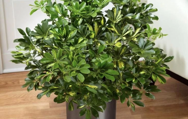 Wie pflegt man eine Schefflera zu Hause?