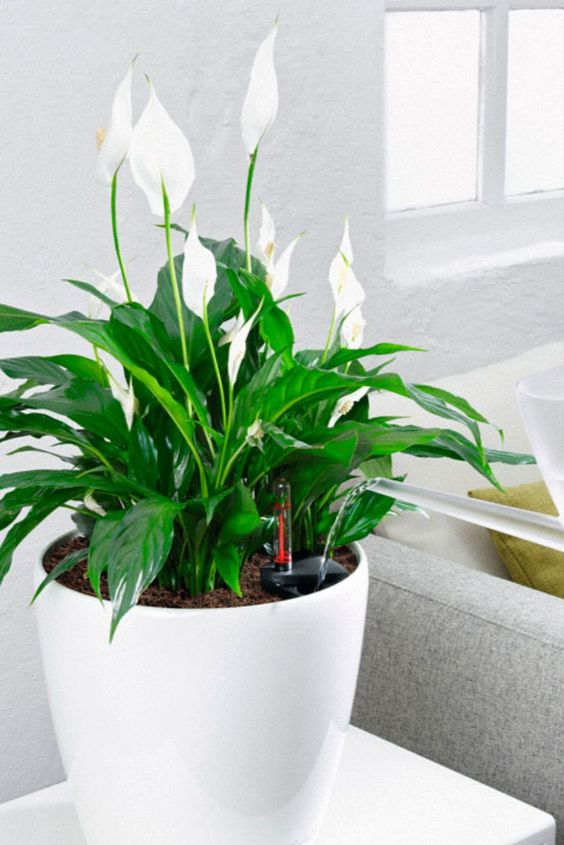 Wie pflegen Sie Spathiphyllum zu Hause?