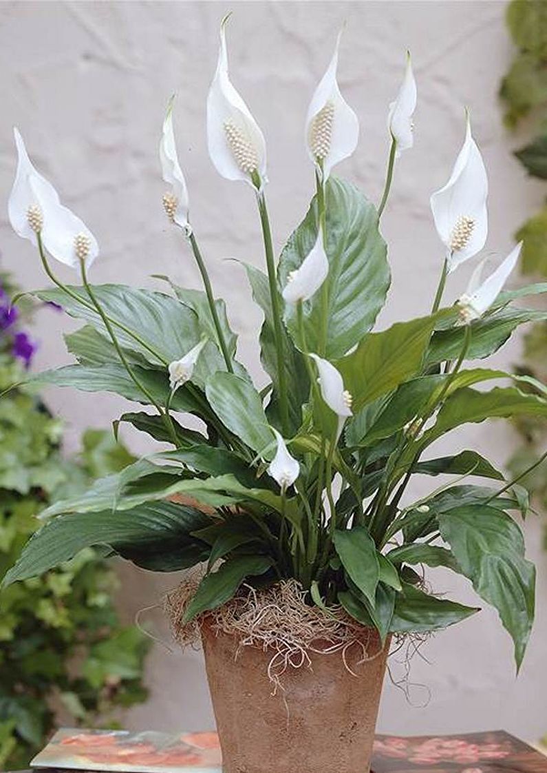 Wie pflegt man die Pflanze Spathiphyllum?