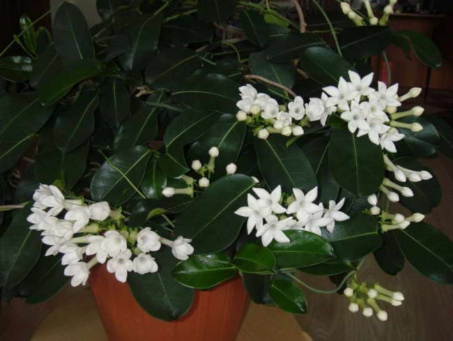 Wie pflegt man Stephanotis?