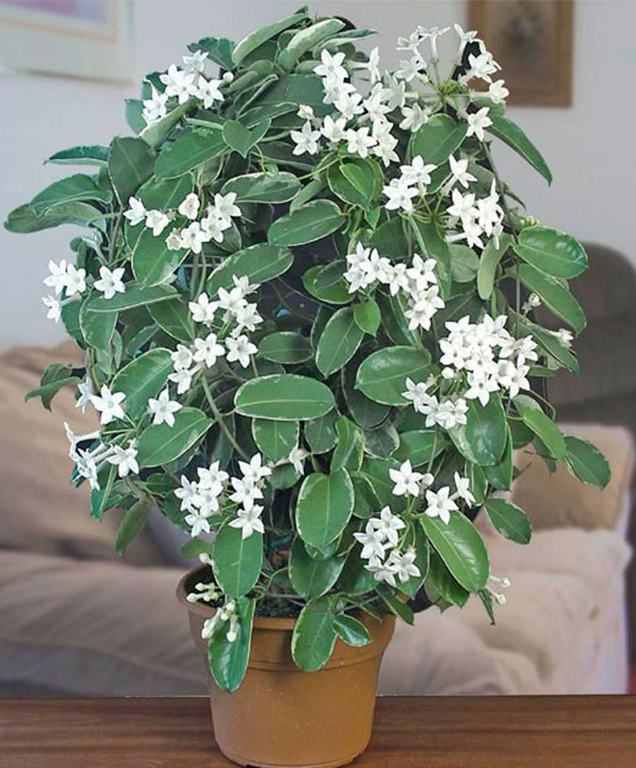 Wie pflegen Sie Stephanotis zu Hause?