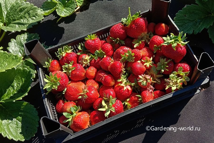 Wie pflegt man Erdbeeren nach der Fruchtbildung?