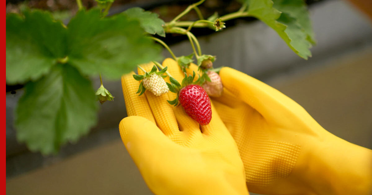 Wie pflegen Sie Erdbeeren im August?