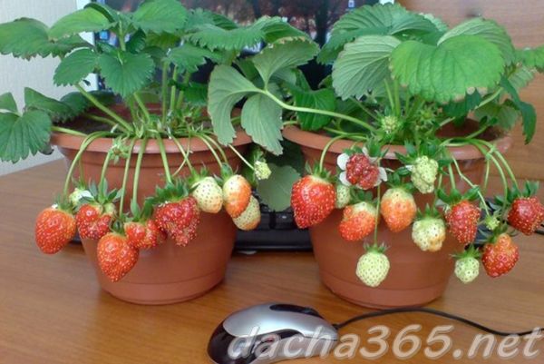 Wie pflegt man Erdbeeren auf der Fensterbank?