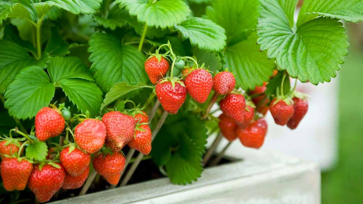 Wie pflegt man Erdbeeren zu Hause?