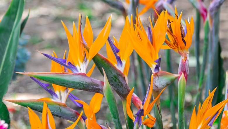 Wie pflegt man eine Strelitzia?