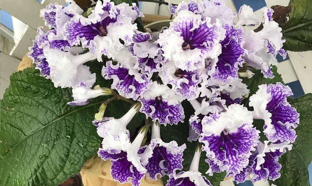 Wie pflegt man Streptocarpus zu Hause?