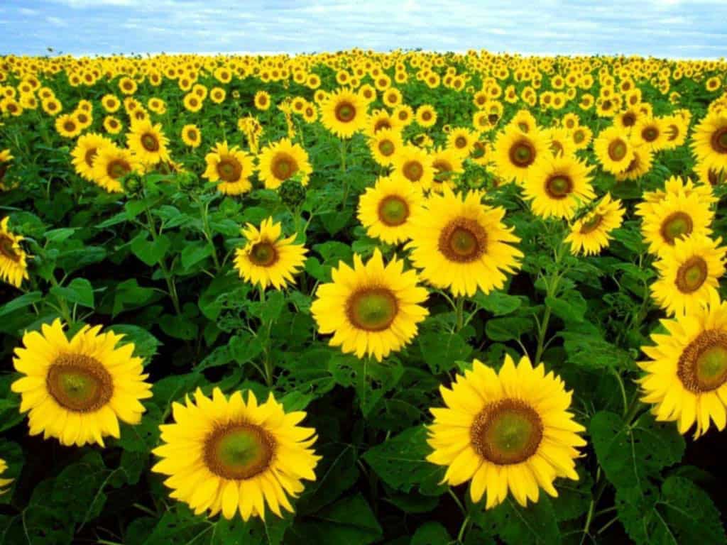 Wie pflegen Sie eine Sonnenblume?