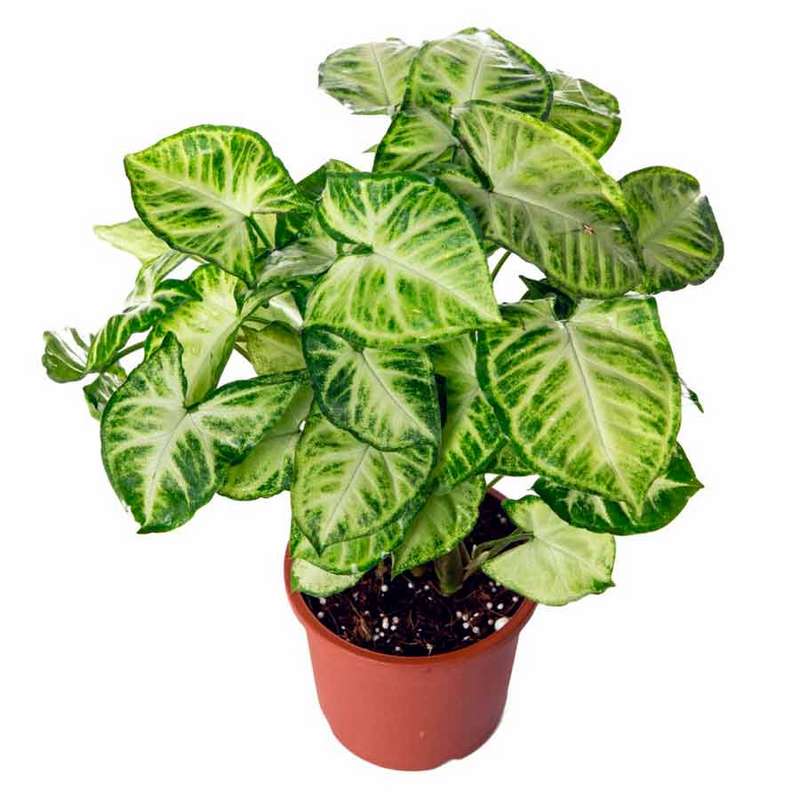 Wie pflegen Sie Syngonium zu Hause?