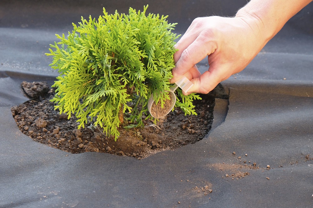 Wie pflegt man Thuja im Winter im Freien?