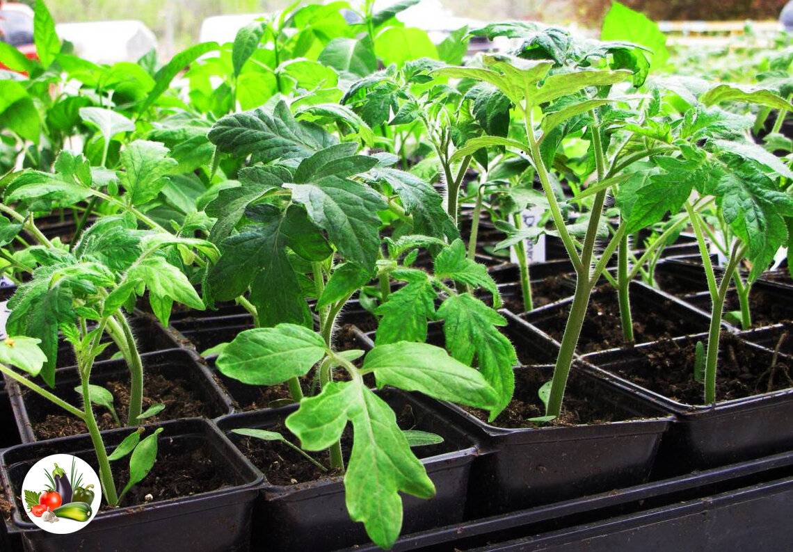Wie pflegt man Tomatensetzlinge?