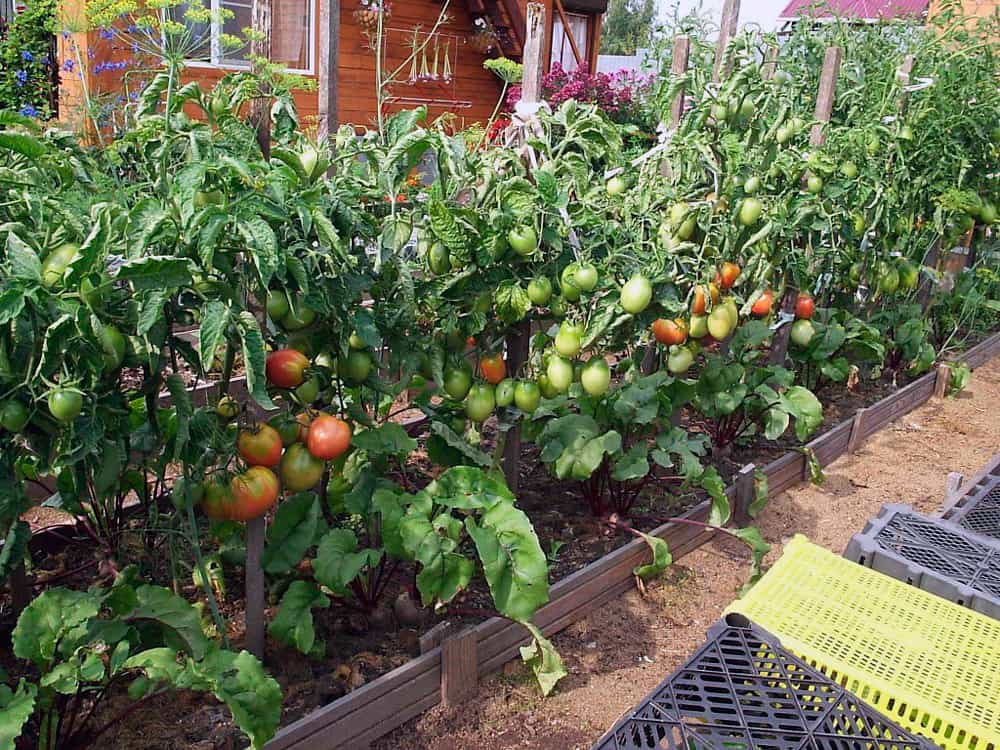 Wie pflegen Sie Tomaten im Freiland?